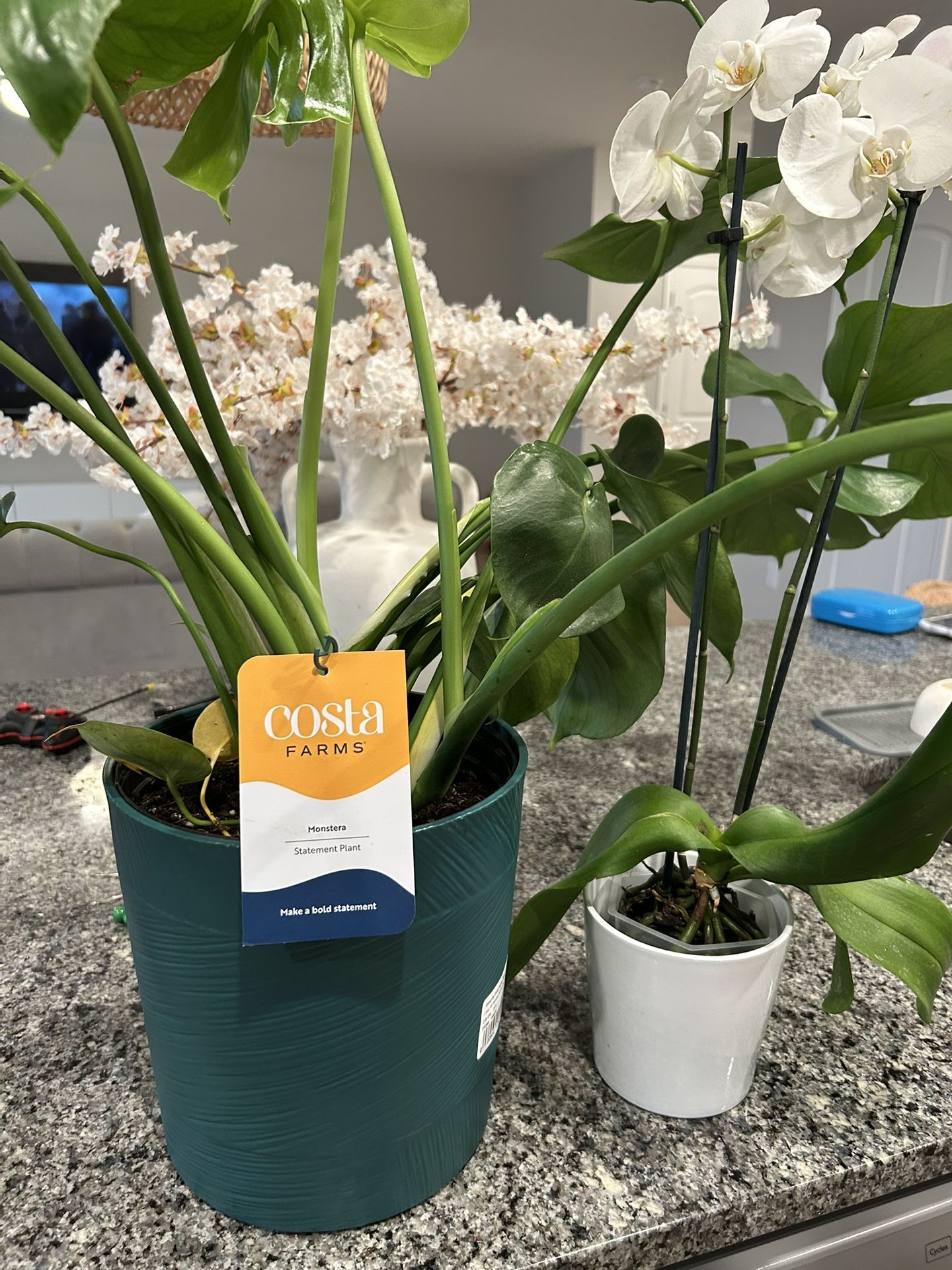 Flowers