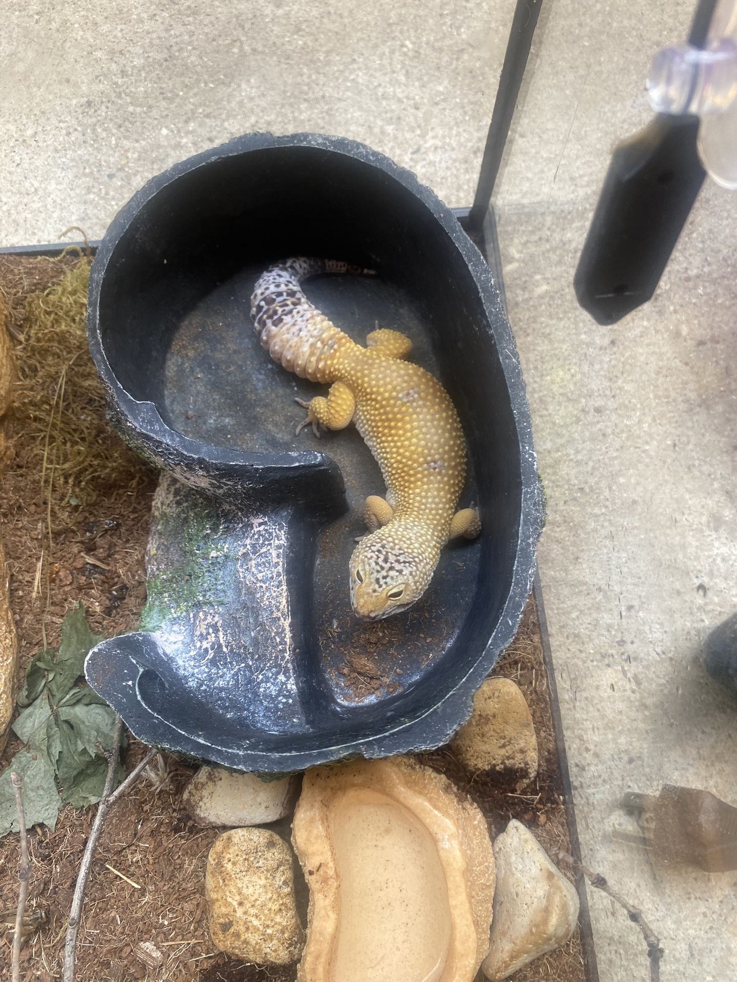 Leopard Gecko 