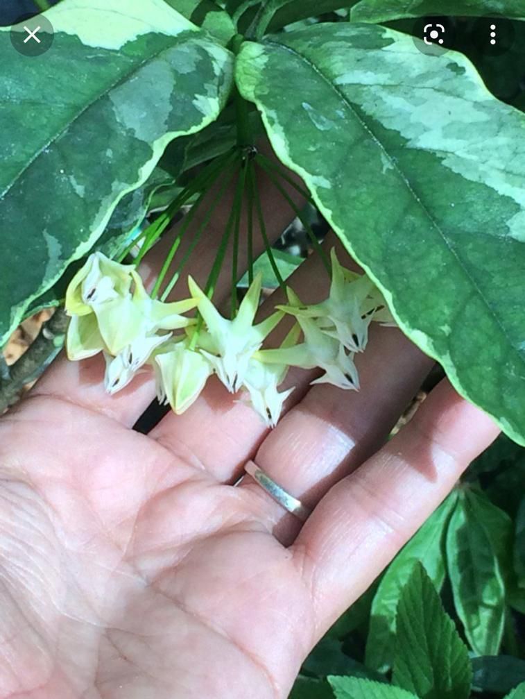 3” variegated hoya multiflora first pic for reference