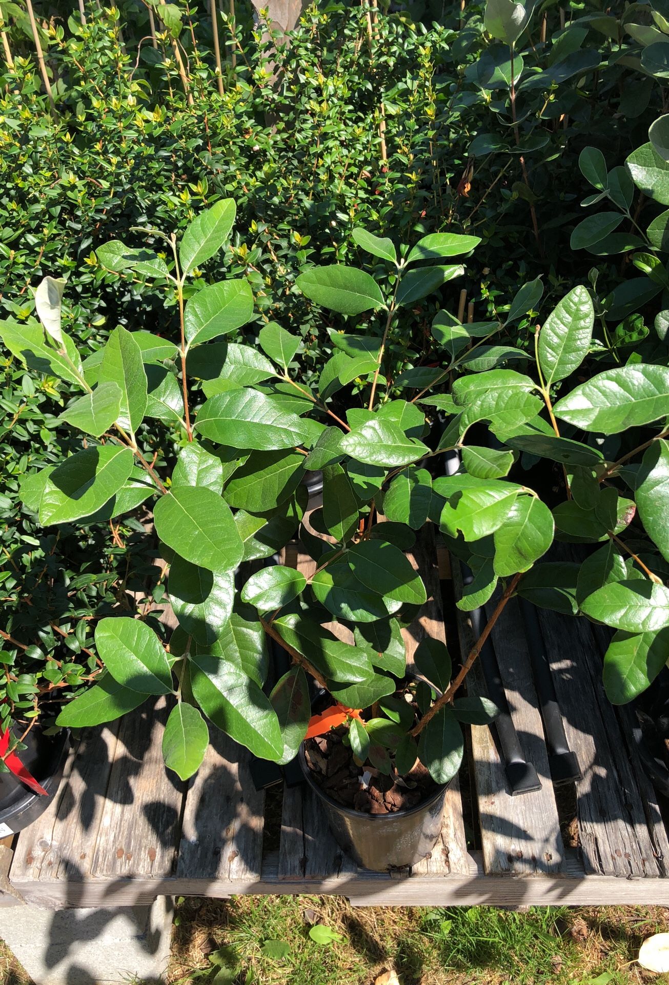Pineapple Guava Trees for Sale in Des Moines, WA OfferUp