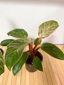 Plants (4”pot🌿Philodendron Pink Birkin )