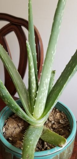 Aloe vera Healthy and best air purifying house plant in the new pot