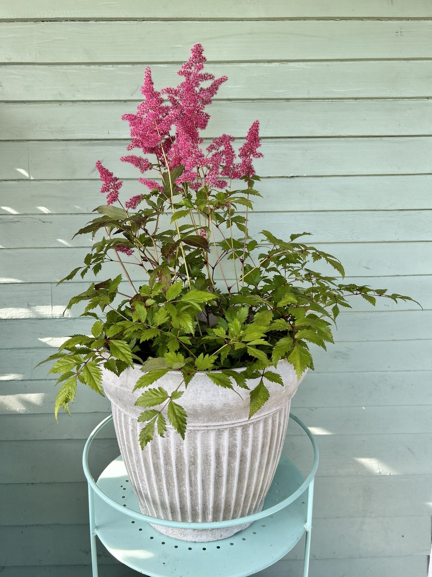 $39 Each Beautiful Plant