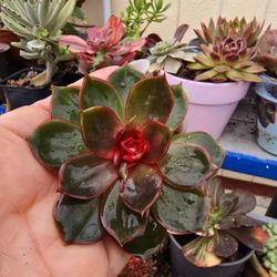 Succulents Plants  Rare Korean Imported Fully Rooted Pick Up In Upland 