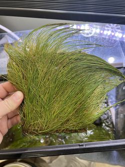 Hairgrass Mat Aquarium Plant