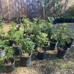 Chiltepin Pepper Plant