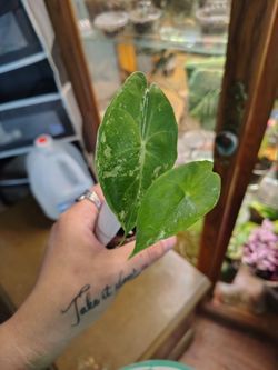 Variegated alocasia pink dragon albo