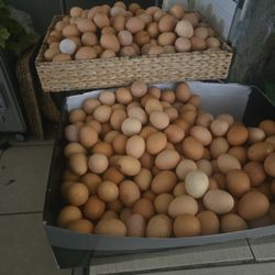 Fresh Farm Eggs Dozen