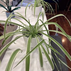 Spider Palm Plants With 6” Pot