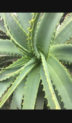 Free aloe Vera