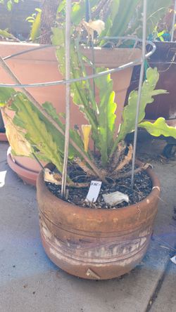 Yellow Epi plant