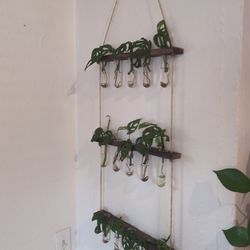 Rooted Monstera Adansonii Clippings
