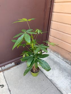 6” money tree