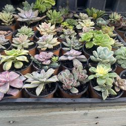 Succulents Sale 2.7 - 3” Pot 