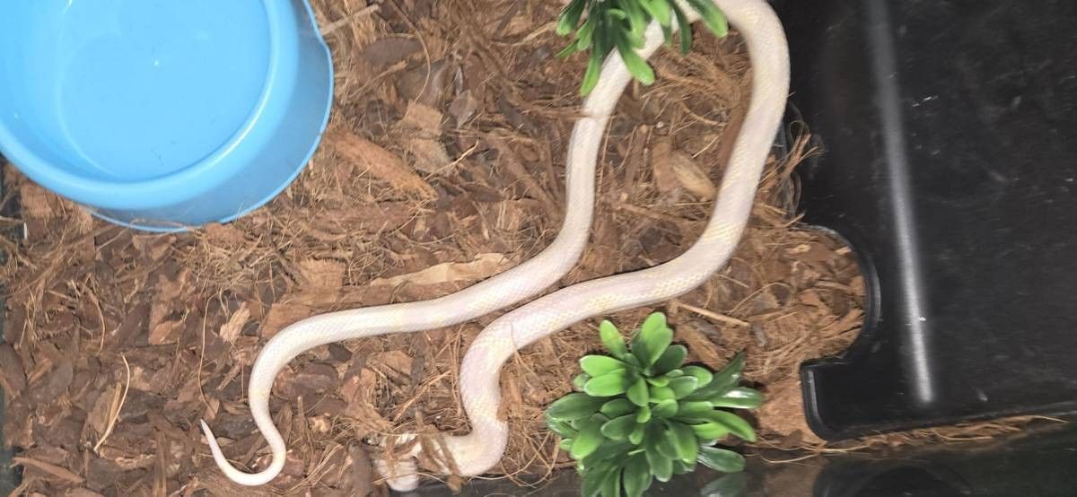 Reptile Setup