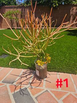 Stick fire plants nuevo