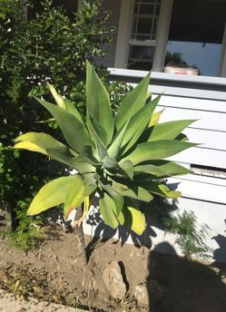 DESERT PLANTS