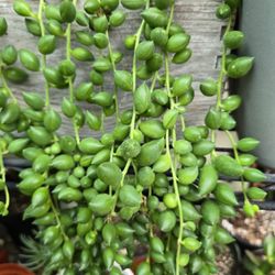 tear string/collar de lágrimas 