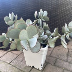 Flapjack Plant , big healthy plant