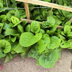 Plants For Trade For Your Clippings