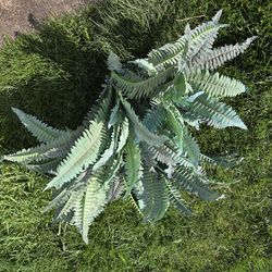 Faux fern