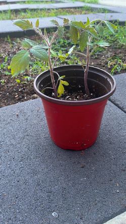 Tomato Seedling