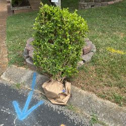 FREE Boxwood Shrub!