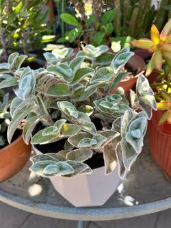 Plant