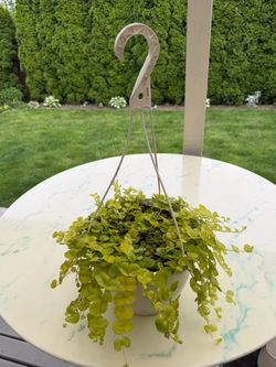 Golden Creeping Jenny ‘Aurea’ Lysimachia Nummularia (Outdoor & Indoor Live Plant)