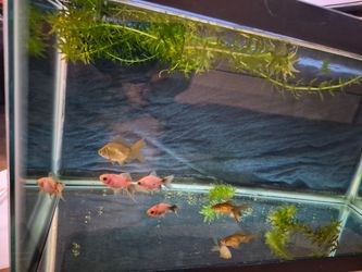 Aquarium
