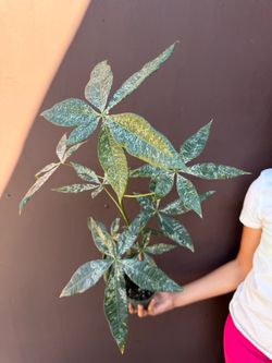Xl variegated money tree