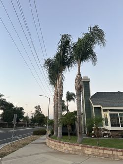 4 Queen Palm Trees For Sale