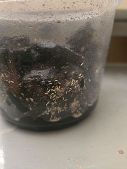 Springtails