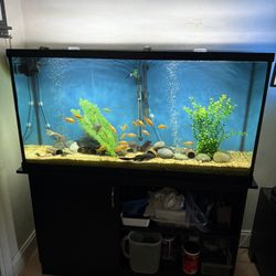 Fish Tank 60 Gallon with stand