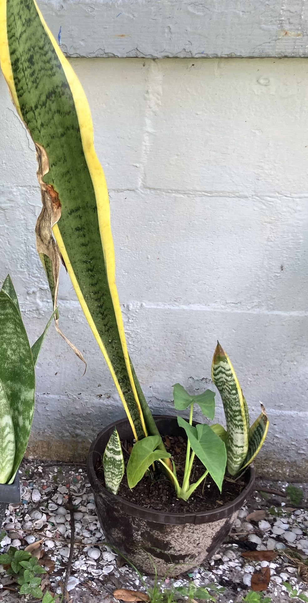 Clean Air Plants Variety Pot