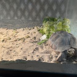 Aquarium Cage