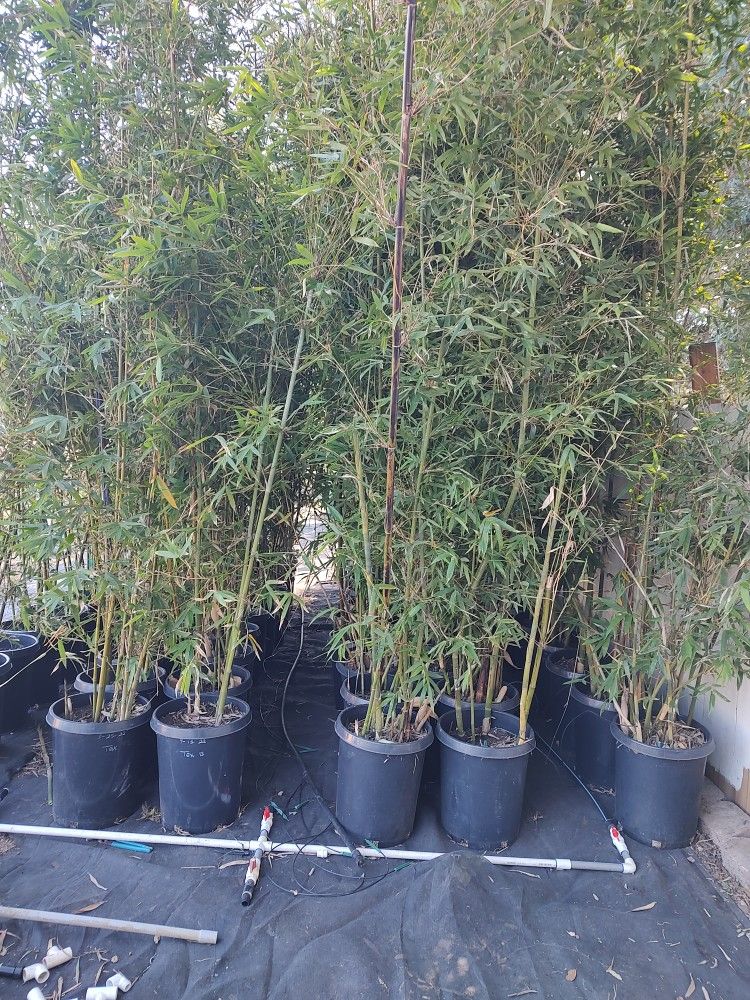 Bamboo Plants for Sale in Wildomar, CA OfferUp