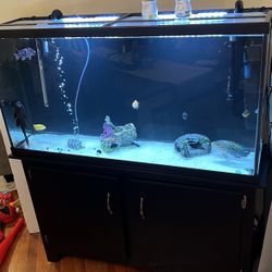 65 Gallon Fish Tank 