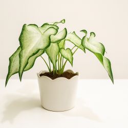 🪴 Caladium ‘White Christmas’ – Elegant Foliage for Indoor Spaces ❄️