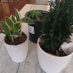 Small Plants 