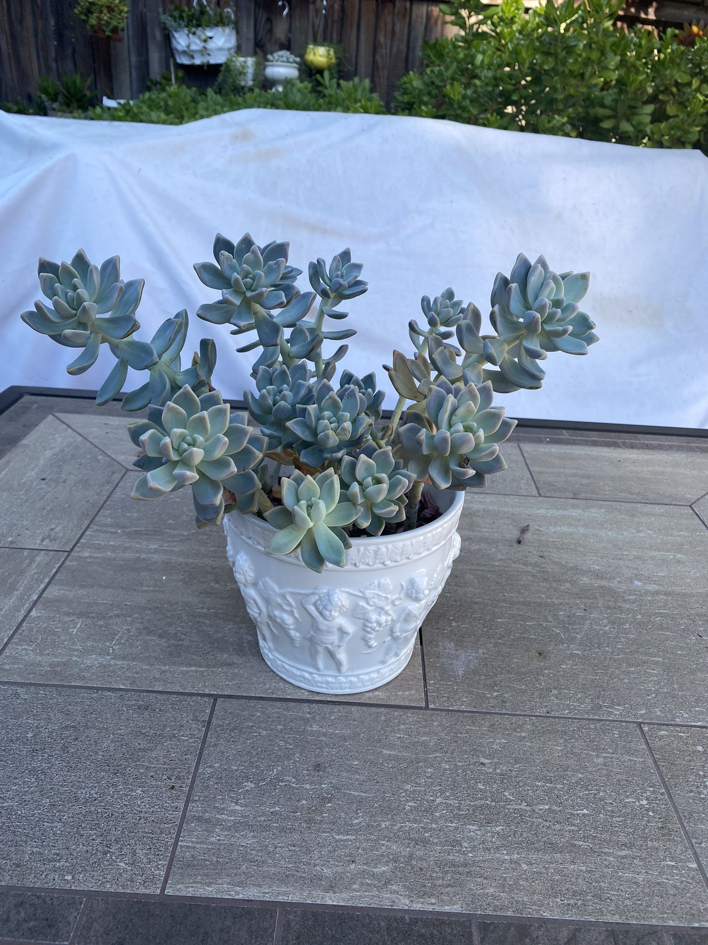 Ghost plants in a French white ceramic pot