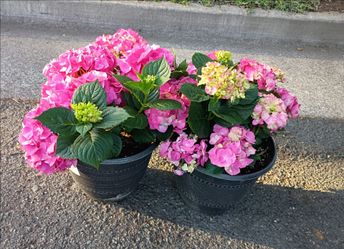 2 Pink Hydrangea Plants