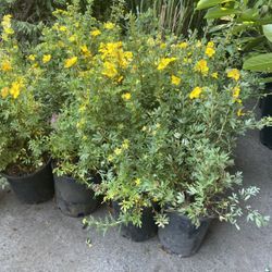 Potentilla “Goldfinger’ Perennial Plants