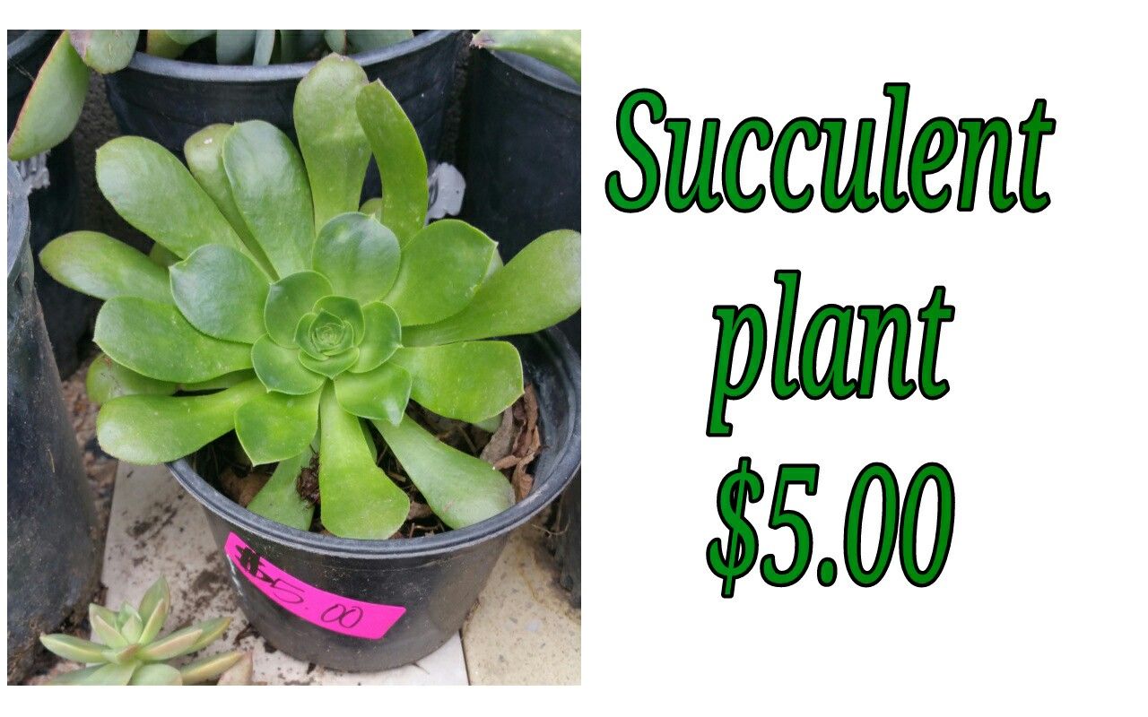 Succulent plant - last one