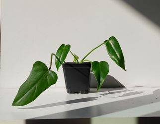 Rare Aroid Philodendron Golden Dragon variegated plant/ indoor plant/ house plant/ flower patio garden
