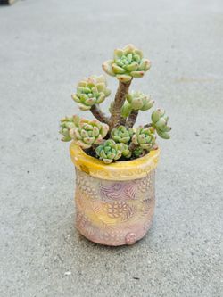 Succulents plants 🪴