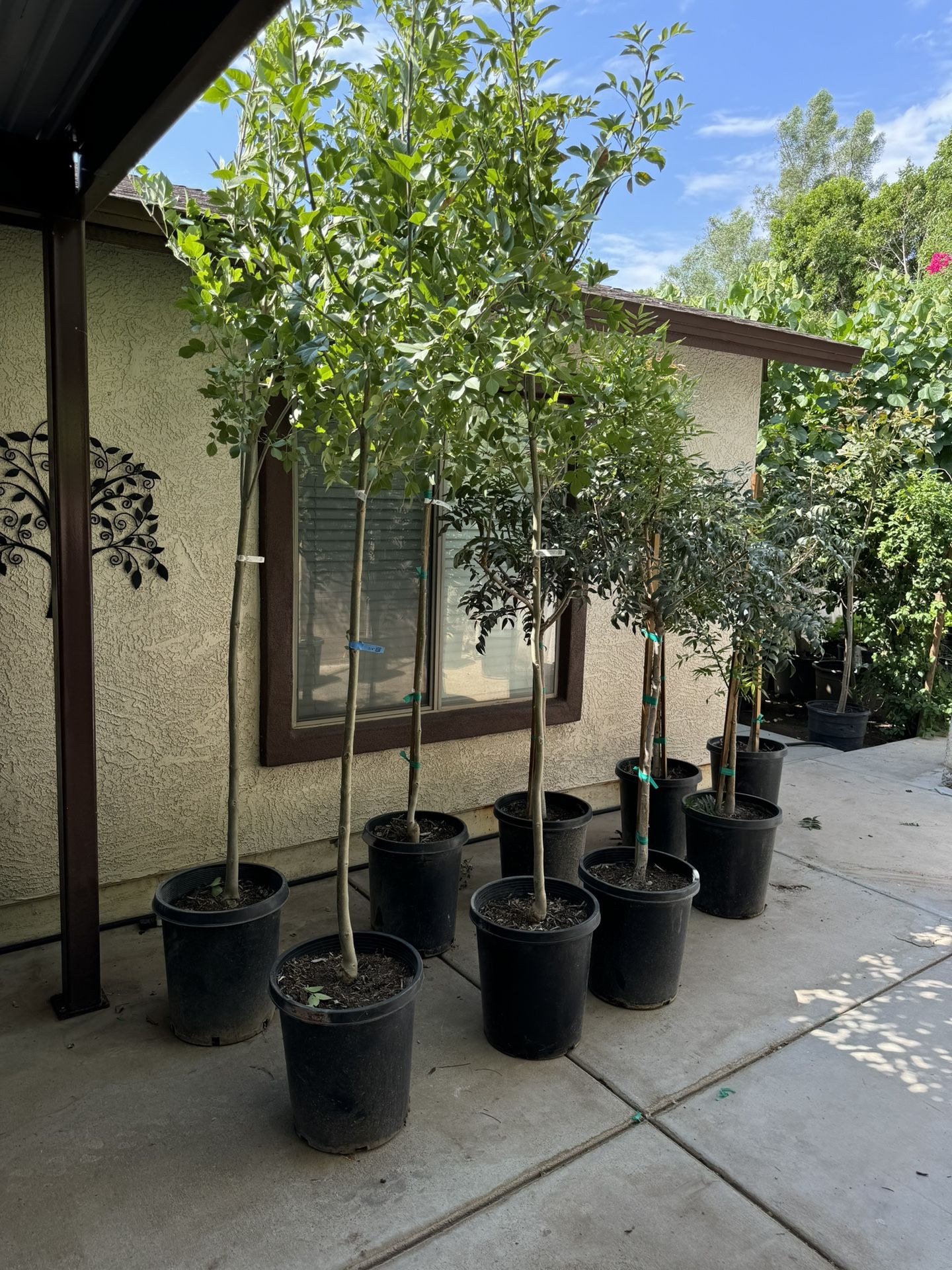 red pistache/ sisso/ bonita ash trees