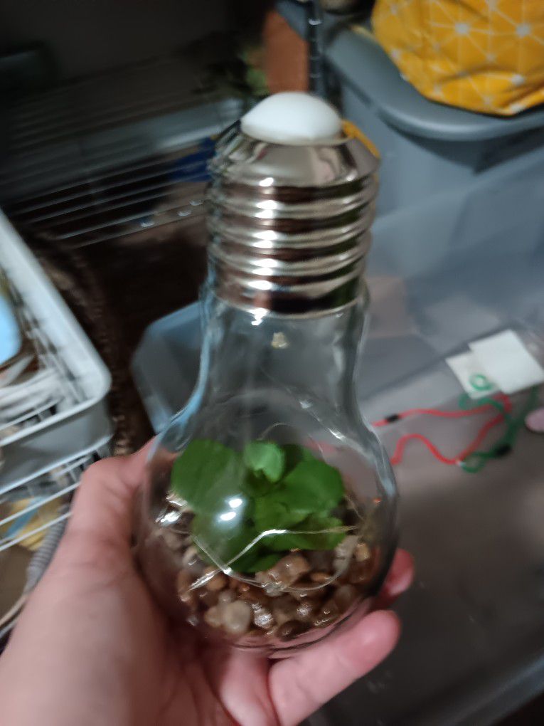 Terrarium Light Bulb
