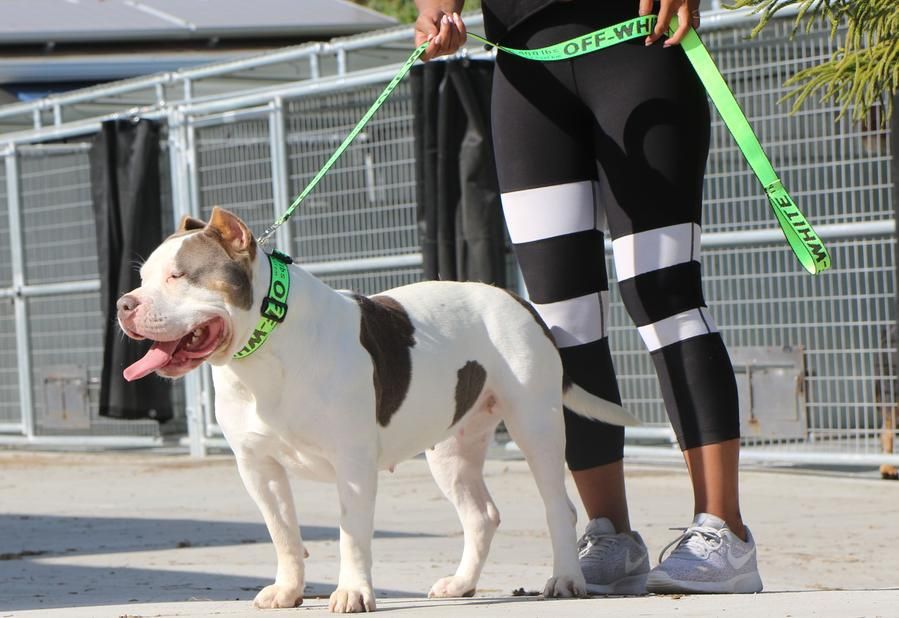 Yellow Offwhite dog leash and collar