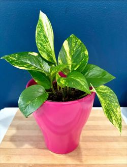 Golden Pothos in Pink Ceramic Pot